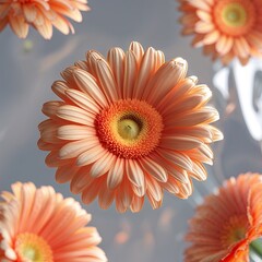 "Soft peach gerbera daisies in gentle light, showcasing natural beauty and delicate floral elegance in bloom."
