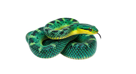 Snake with transparent png  background