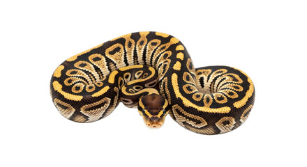 Snake with transparent png  background