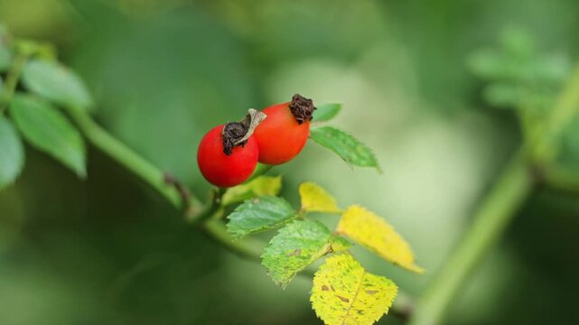 Dog rose fruits (Rosa canina) in nature. red rose hips on bushes with blurred background.