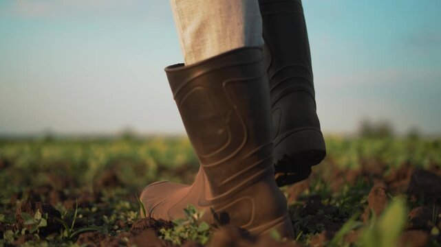 Walking through muddy field with boot and shovel step on dark soil and mud near young plant in farm field while farmer moves and inspects crop and soil with boot and shovel and mud clump on sole