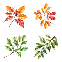 Tree branch with yellow and green leaves. Watercolor digital illustration. Set of maple, aspen, and oak leaves on a branch, isolated on a white background. Spring, autumn, and summer theme. Botanical