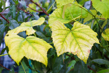 ​A close-up shot shows grape leaves gradually changing color from green to bright yellow. The veins and outlines of the leaf are clearly visible against a darker green background, symbolizing autumn, 