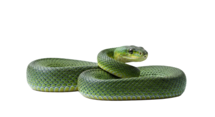 Snake with transparent png  background