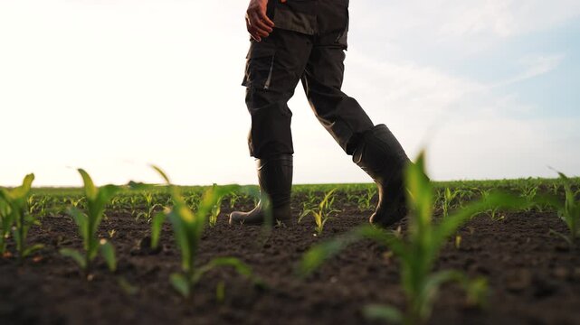 Walking through sprouting corn field, farmer inspects young plant and crop growth, boot print presses into dark soil, green leaf and row extend to horizon, agriculture showing soil and plant care.
