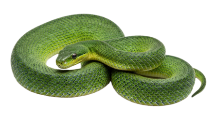 Snake with transparent png  background