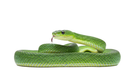 Snake with transparent png  background