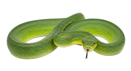 Snake with transparent png  background