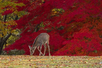 Fotobehang Bordeaux 日本の風景・秋　奈良公園　紅葉と鹿  © Yuta1127