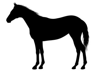 年賀状・干支・馬・午年６