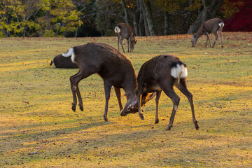 日本の風景・秋　奈良公園　闘う鹿