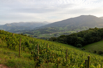 Fototapeta premium Vignoble pays Basque (Irouléguy)
