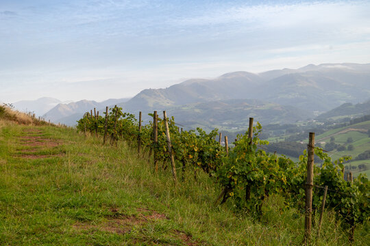 Vignoble d'Irouléguy Pays Basque