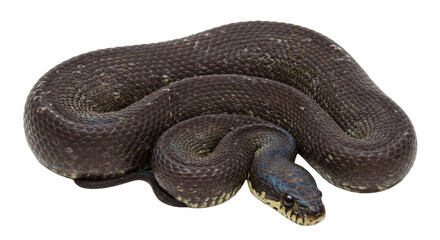 Snake with transparent png  background