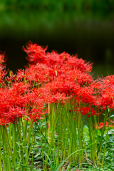 Red spider lilies, or Lycoris radiata, bloom in late summer and autumn.