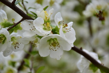 apple tree blossom