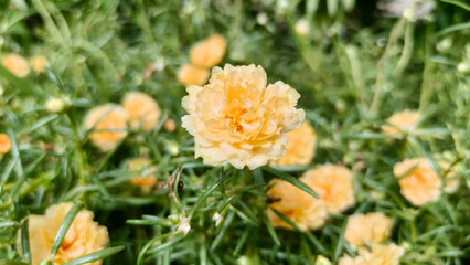 Beautiful yellow Portulaca petals fully opened, glowing under warm daylight brightness