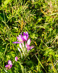 Insects pollinating flowers in autumn (Colchicum autumnale, autumn crocus) in a mountain meadow.