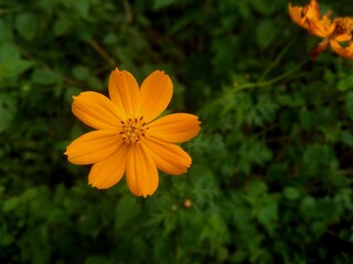 Macro shot of a single orange blossom with delicate petals against a natural green backdrop, perfect for floral and nature themes.