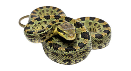 Snake with transparent png  background