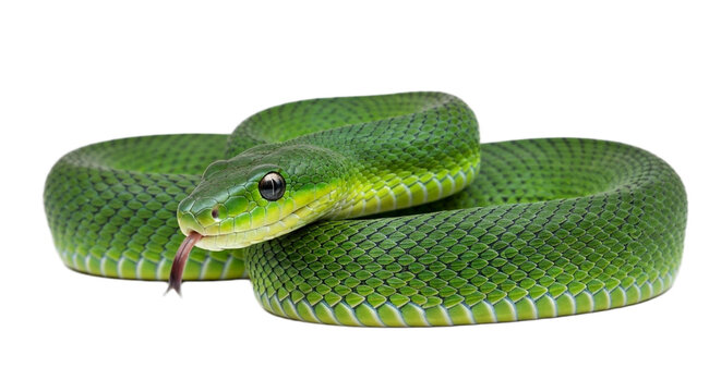 Snake with transparent png  background