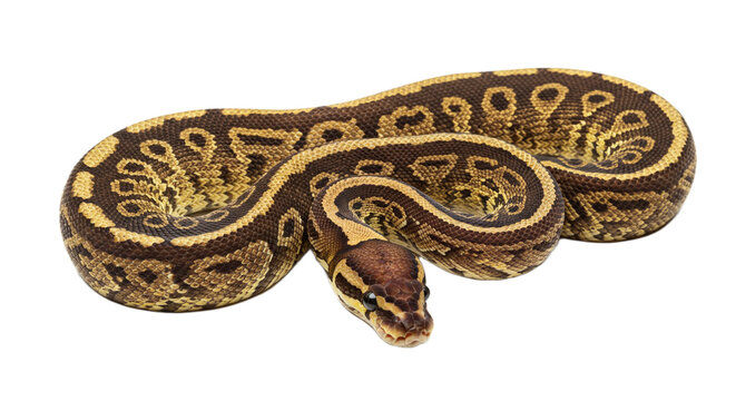 Snake with transparent png  background