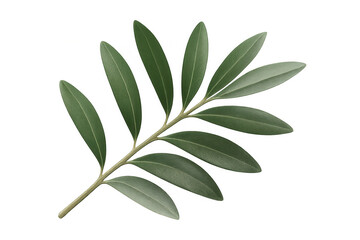 Fototapeta premium Olive branch with green leaves symbolizing peace, nature, and mediterranean culture isolated on a transparent background