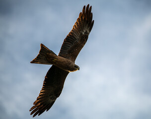 Black Kite soaring overhead