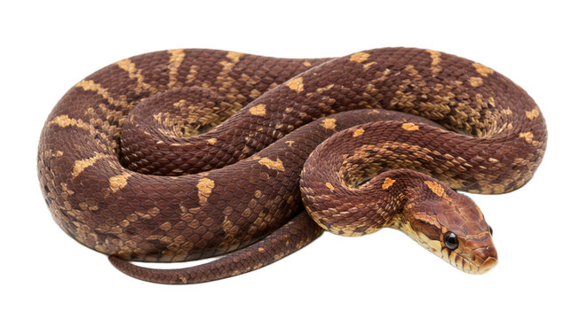 Snake with transparent png  background
