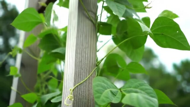 Close-up of a wooden post with green bean vines spiraling around it, showcasing lush foliage and natural growth in a garden setting, perfect for illustrating organic gardening.