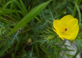 Close-up of a vibrant yellow wildflower with delicate petals and spiky green leaves in natural surroundings.