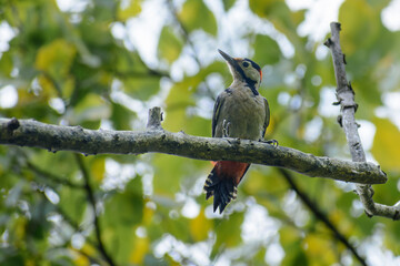woodpecker on tree