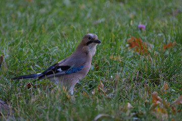 Jay in the grass