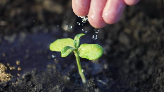 Hand watering seedling sprout with water droplets, hand nurturing small leaf and root in dark soil, growth visible, closeup of garden care, nature healing, moisture on cotyledon and fresh green sprout