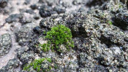 Mosses and tiny plants covering soil surface forming beautiful natural ecosystem