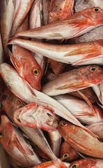 fresh red gurnard fishes at the market