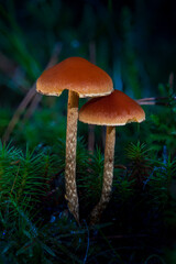 Wild mushrroms on the forest floor