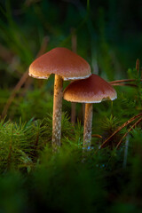 Wild mushrroms on the forest floor