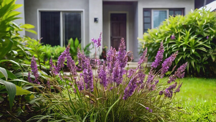 Purple grass flowers grow abundantly in the side yard of a residence, blooming abundantly during the rainy season, showing the beauty of grass flowers in nature