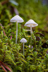 Wild mushrroms on the forest floor