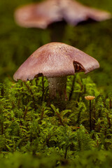 Wild mushroom on the forest floor