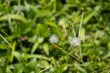 Delicate dandelion-like seed heads and pink-tipped buds stand tall amidst lush green foliage,...