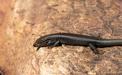Tree Skink on rock