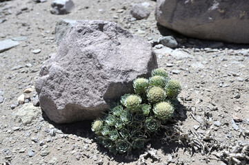 Raoulia eximia - a plant species belonging to the Asteraceae family. Raoulia eximia grows in poor soils with very low levels of phosphorus and nitrogen