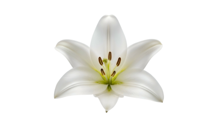 Elegant white lily blossom, symmetrically centered on black