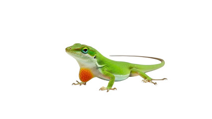 Obraz premium Green anole lizard with bright orange dewlap displayed