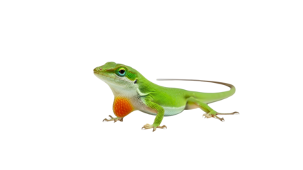 Green anole lizard with bright orange dewlap displayed