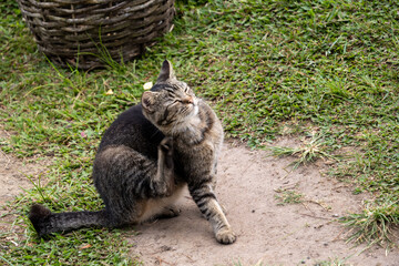 Tabby cat scratching its ear while sitting on dirt and grass under natural light.