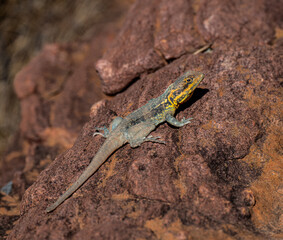 Swift Rock Dragon