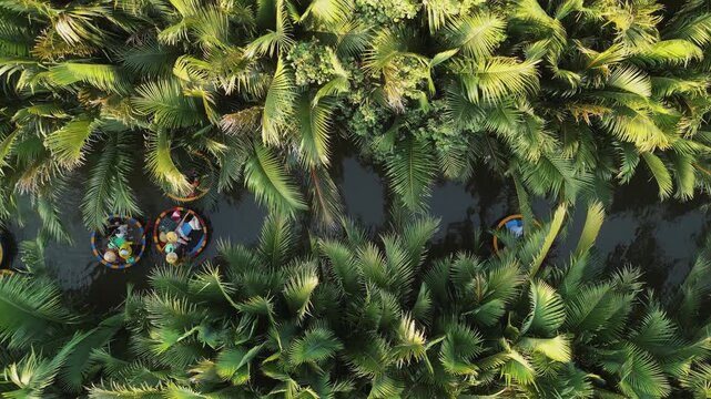 Top-Down Aerial of Tourists in Basket Boats Navigating the Nipa Palm Forest of Cam Thanh, Hoi An